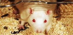 Comité de Ética de Experimentación Animal (CEEA)